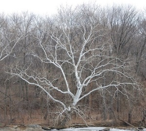 The most sculptural of flora, a mighty Sycamore.